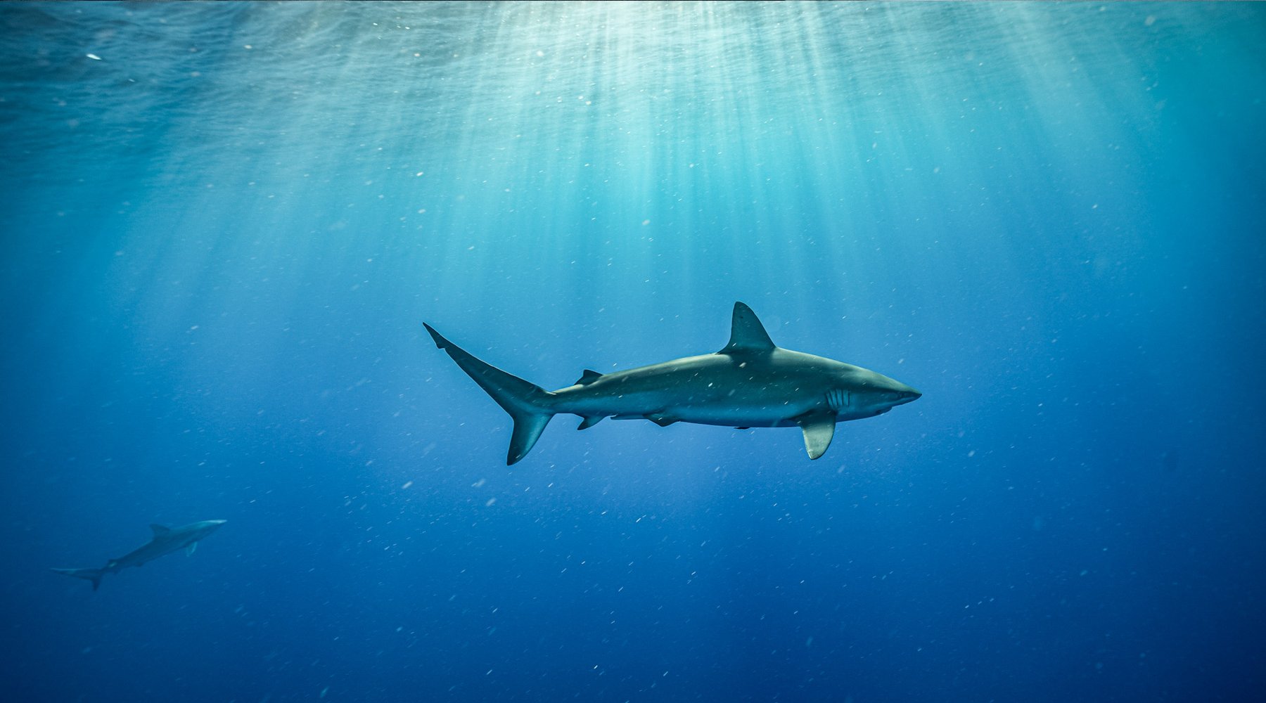 Journey Into The Abyss